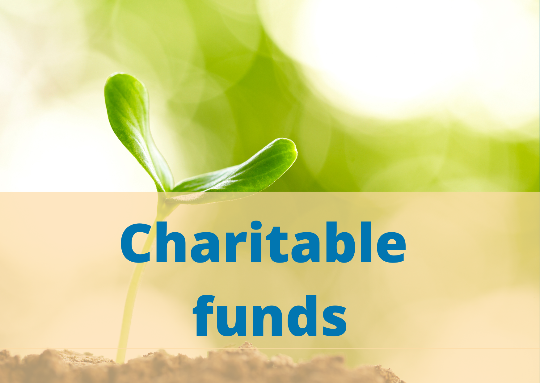 bright green shoot with text overlay of Charitable Funds